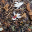 049 ARBORETUM de SIBANG 2 Arbre 088 Rosidae Fabales Fabaceae Liane Duparquetia orchidacea Fleur 19E5M3IMG_191026153225_DxOwtmk 150k.jpg