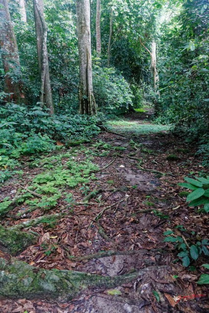 052 ARBORETUM de SIBANG 2 Sentier et Fougeres 19E5M3IMG_191026153228_DxOwtmk 150k.jpg