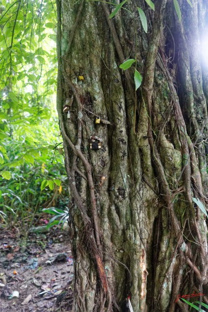 053 ARBORETUM de SIBANG 2 Arbre a Fetiche avec Cadenas Duboscia macrocarpa 19E5M3IMG_191026153229_DxOwtmk 150k.jpg