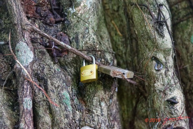 055 ARBORETUM de SIBANG 2 Arbre a Fetiche avec Cadenas Duboscia macrocarpa 19E5M3IMG_191026153231_DxOwtmk 150k.jpg