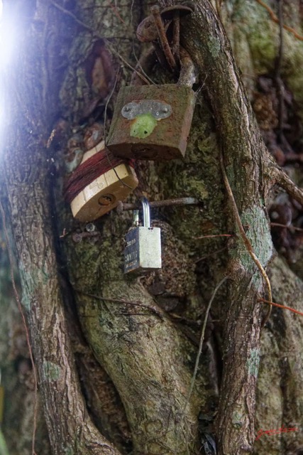 056 ARBORETUM de SIBANG 2 Arbre a Fetiche avec Cadenas Duboscia macrocarpa 19E5M3IMG_191026153232_DxOwtmk 150k.jpg