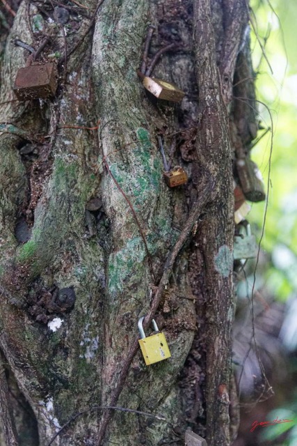 057 ARBORETUM de SIBANG 2 Arbre a Fetiche avec Cadenas Duboscia macrocarpa 19E5M3IMG_191026153233_DxOwtmk 150k.jpg