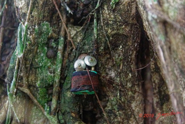 058 ARBORETUM de SIBANG 2 Arbre a Fetiche avec Cadenas Duboscia macrocarpa 19E5M3IMG_191026153234_DxOwtmk 150k.jpg