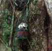 058 ARBORETUM de SIBANG 2 Arbre a Fetiche avec Cadenas Duboscia macrocarpa 19E5M3IMG_191026153234_DxOwtmk 150k.jpg
