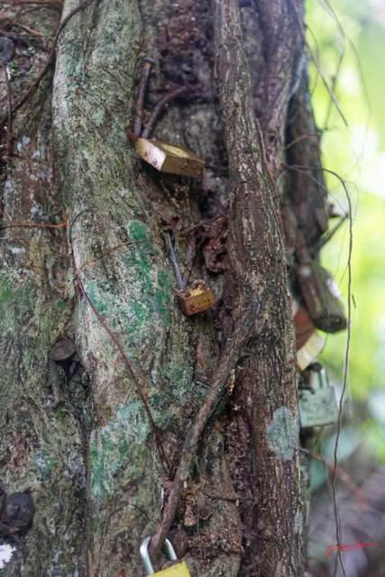 060 ARBORETUM de SIBANG 2 Arbre a Fetiche avec Cadenas Duboscia macrocarpa 19E5M3IMG_191026153236_DxOwtmk 150k.jpg