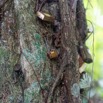 060 ARBORETUM de SIBANG 2 Arbre a Fetiche avec Cadenas Duboscia macrocarpa 19E5M3IMG_191026153236_DxOwtmk 150k.jpg