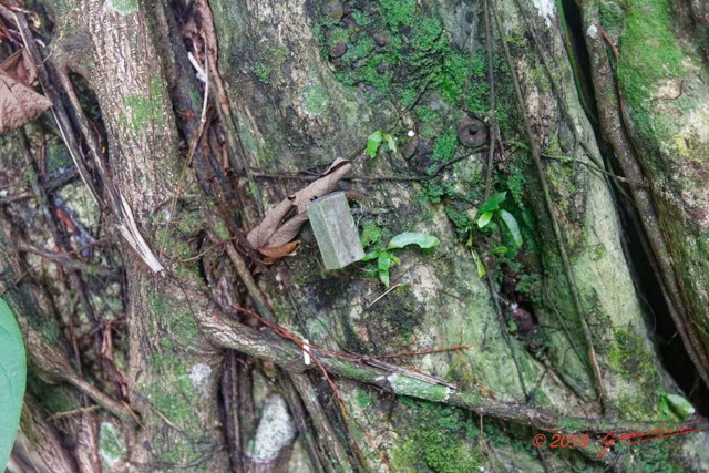 061 ARBORETUM de SIBANG 2 Arbre a Fetiche avec Cadenas Duboscia macrocarpa 19E5M3IMG_191026153238_DxOwtmk 150k.jpg