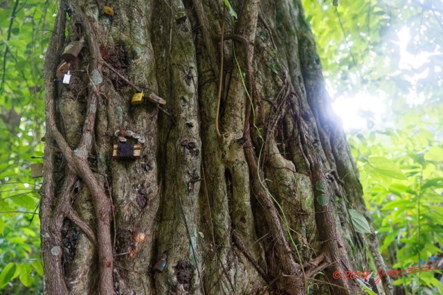 062 ARBORETUM de SIBANG 2 Arbre a Fetiche avec Cadenas Duboscia macrocarpa 19E5M3IMG_191026153239_DxOwtmk 150k.jpg