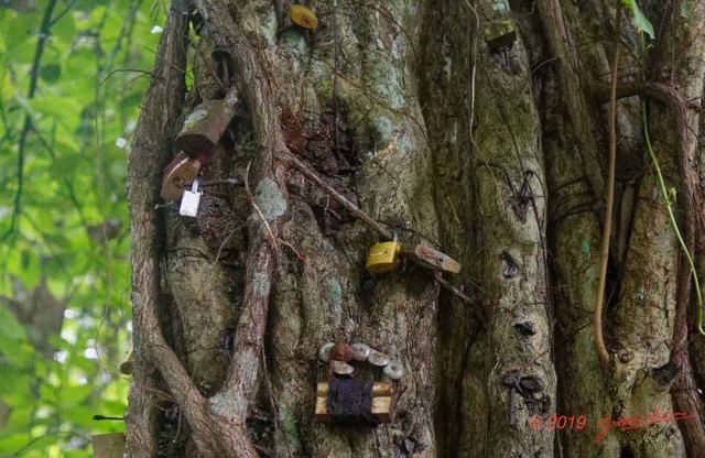063 ARBORETUM de SIBANG 2 Arbre a Fetiche avec Cadenas Duboscia macrocarpa 19E5M3IMG_191026153239_DxO-1wtmk 150k.jpg