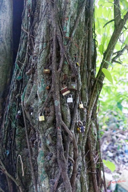 067 ARBORETUM de SIBANG 2 Arbre a Fetiche avec Cadenas Duboscia macrocarpa 19E5M3IMG_191026153251_DxOwtmk 150k.jpg