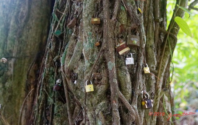 068 ARBORETUM de SIBANG 2 Arbre a Fetiche avec Cadenas Duboscia macrocarpa 19E5M3IMG_191026153252_DxOwtmk 150k.jpg