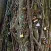 068 ARBORETUM de SIBANG 2 Arbre a Fetiche avec Cadenas Duboscia macrocarpa 19E5M3IMG_191026153252_DxOwtmk 150k.jpg