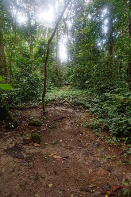 070 ARBORETUM de SIBANG 2 Sentier de Retour 19E5M3IMG_191026153263_DxOwtmk 150k.jpg