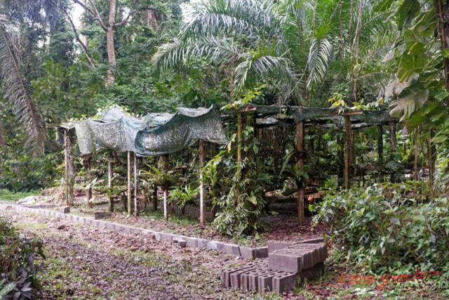 071 ARBORETUM de SIBANG 2 Serre pour Orchidees 19E5M3IMG_191026153265_DxOwtmk 150k.jpg