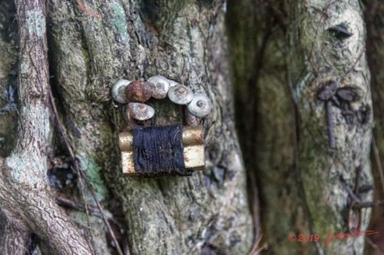 ARBORETUM de SIBANG 2 Arbre a Fetiche avec Cadenas Duboscia macrocarpa 19E5M3IMG_191026153230_DxOwtmk 57k-Web