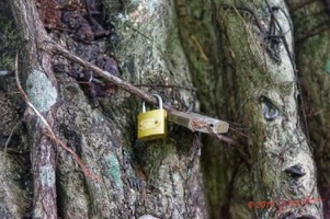 ARBORETUM de SIBANG 2 Arbre a Fetiche avec Cadenas Duboscia macrocarpa 19E5M3IMG_191026153231_DxOwtmk 250k