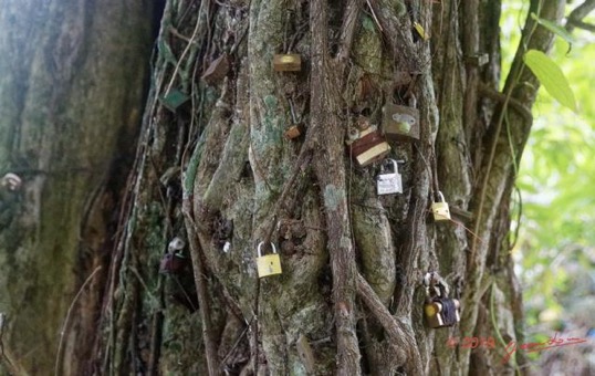 ARBORETUM de SIBANG 2 Arbre a Fetiche avec Cadenas Duboscia macrocarpa 19E5M3IMG_191026153252_DxOwtmk 56k-Web