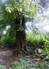 ARBORETUM de SIBANG 2 Arbre a Fetiche avec Cadenas Duboscia macrocarpa 19E5M3IMG_191026153260_DxOwtmk 250k