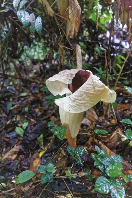 ARBORETUM de SIBANG 2 Plante 037 Liliopsida Alismatales Araceae Amorphophallus sp 19E5M3IMG_191026153194_Nik_DxOwtmk 58k-Web