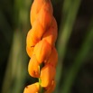 014 Ogooue Fleur 8EIMG_16496WTMK.JPG