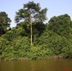 024 Ogooue Berge avec Foret 8EIMG_16448WTMK.JPG