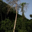 030 Ogooue Berge avec Foret 8EIMG_16458WTMK.JPG