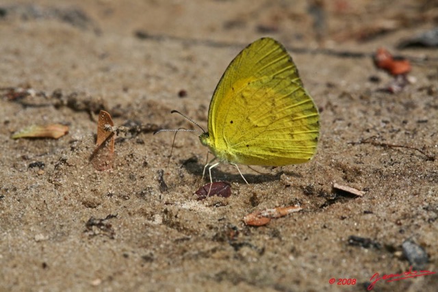 033 Ogooue Lepidoptere EUREMA Senegalensis 8EIMG_16295WTMK.JPG