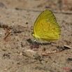 033 Ogooue Lepidoptere EUREMA Senegalensis 8EIMG_16295WTMK.JPG