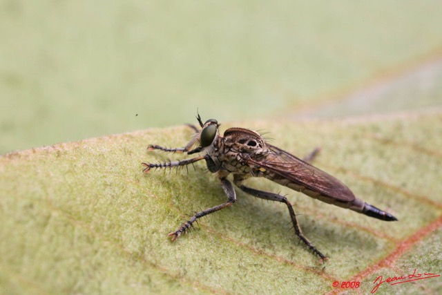 034 Ogooue Mouche 8EIMG_16545WTMK.JPG