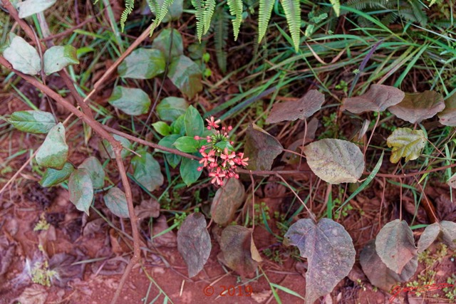 036 DJIDJI 1 Winerparc J1 Piste vers Booue Plante 021 Asterides Lamiides Lamiales Lamiaceae Clerodendrum splendens 18E5K3IMG_180929137655_DxOwtmk 150k.jpg