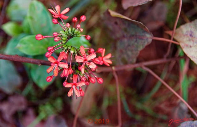 038 DJIDJI 1 Winerparc J1 Piste vers Booue Plante 021 Asterides Lamiides Lamiales Lamiaceae Clerodendrum splendens 18E5K3IMG_180929137657_DxOwtmk 150k.jpg