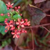 038 DJIDJI 1 Winerparc J1 Piste vers Booue Plante 021 Asterides Lamiides Lamiales Lamiaceae Clerodendrum splendens 18E5K3IMG_180929137657_DxOwtmk 150k.jpg