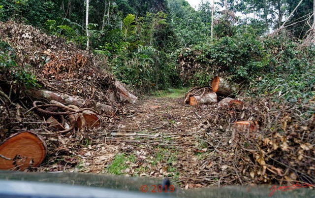 029 DJIDJI 1 Bai de LANGOUE 3 J6 la Piste Secondaire Tronc Arbre Mort 18E5K3IMG_180929138812_DxOwtmk 150k.jpg