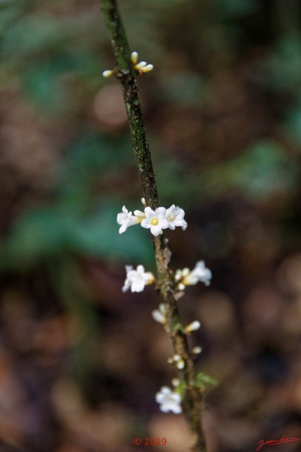 097 DJIDJI 1 Bai de LANGOUE 3 J7 la Plateforme la Foret Proche Plante 031 avec Fleur Blanche a Coeur Jaune 18E5K3IMG_180929138929_DxOwtmk 150k.jpg