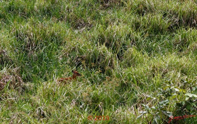 110 DJIDJI 1 Bai de LANGOUE 3 J7 Mammalia 017 Cetartiodactyla Bovidae Sitatunga Tragelaphus spekei Femelle 18E80IMG_180929140262_DxOwtmk 150k.jpg
