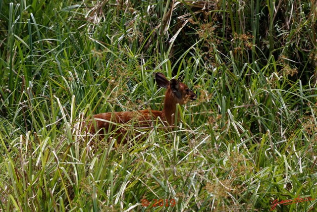 111 DJIDJI 1 Bai de LANGOUE 3 J7 Mammalia 017 Cetartiodactyla Bovidae Sitatunga Tragelaphus spekei Femelle 18E80IMG_180929140264_DxOwtmk 150k.jpg
