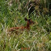 111 DJIDJI 1 Bai de LANGOUE 3 J7 Mammalia 017 Cetartiodactyla Bovidae Sitatunga Tragelaphus spekei Femelle 18E80IMG_180929140264_DxOwtmk 150k.jpg