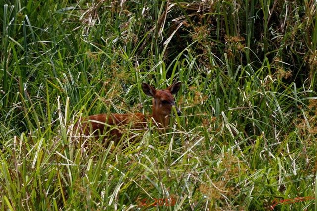 112 DJIDJI 1 Bai de LANGOUE 3 J7 Mammalia 017 Cetartiodactyla Bovidae Sitatunga Tragelaphus spekei Femelle 18E80IMG_180929140265_DxOwtmk 150k.jpg
