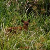 112 DJIDJI 1 Bai de LANGOUE 3 J7 Mammalia 017 Cetartiodactyla Bovidae Sitatunga Tragelaphus spekei Femelle 18E80IMG_180929140265_DxOwtmk 150k.jpg