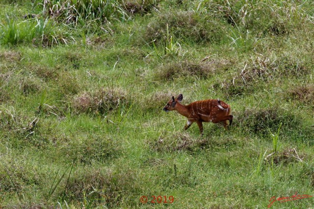 113 DJIDJI 1 Bai de LANGOUE 3 J7 Mammalia 017 Cetartiodactyla Bovidae Sitatunga Tragelaphus spekei Femelle 18E80IMG_180929140267_DxOwtmk 150k.jpg