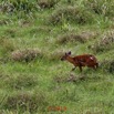 113 DJIDJI 1 Bai de LANGOUE 3 J7 Mammalia 017 Cetartiodactyla Bovidae Sitatunga Tragelaphus spekei Femelle 18E80IMG_180929140267_DxOwtmk 150k.jpg