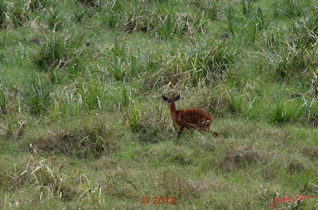 114 DJIDJI 1 Bai de LANGOUE 3 J7 Mammalia 017 Cetartiodactyla Bovidae Sitatunga Tragelaphus spekei Femelle 18E80IMG_180929140270_DxOwtmk 150k.jpg