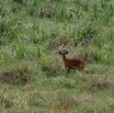 114 DJIDJI 1 Bai de LANGOUE 3 J7 Mammalia 017 Cetartiodactyla Bovidae Sitatunga Tragelaphus spekei Femelle 18E80IMG_180929140270_DxOwtmk 150k.jpg