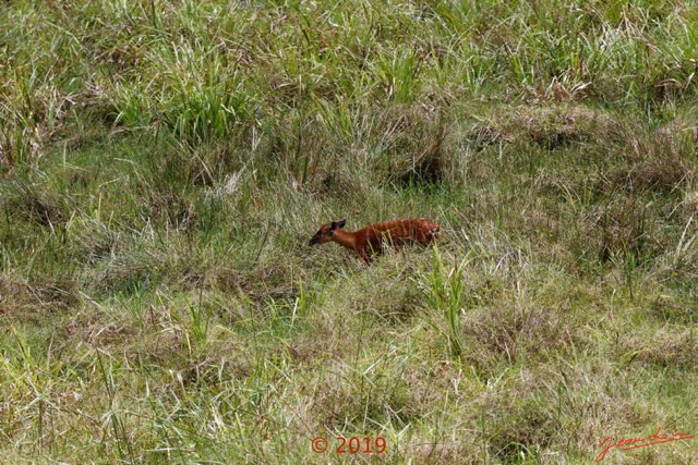115 DJIDJI 1 Bai de LANGOUE 3 J7 Mammalia 017 Cetartiodactyla Bovidae Sitatunga Tragelaphus spekei Femelle 18E80IMG_180929140273_DxOwtmk 150k.jpg
