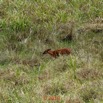 115 DJIDJI 1 Bai de LANGOUE 3 J7 Mammalia 017 Cetartiodactyla Bovidae Sitatunga Tragelaphus spekei Femelle 18E80IMG_180929140273_DxOwtmk 150k.jpg