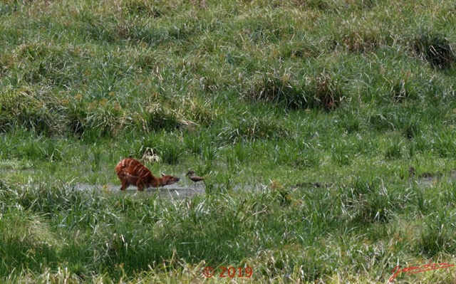 116 DJIDJI 1 Bai de LANGOUE 3 J7 Mammalia 017 Cetartiodactyla Bovidae Sitatunga Tragelaphus spekei Femelle et Ombrette Africaine 18E80IMG_180929140278_DxOwtmk 150k.jpg