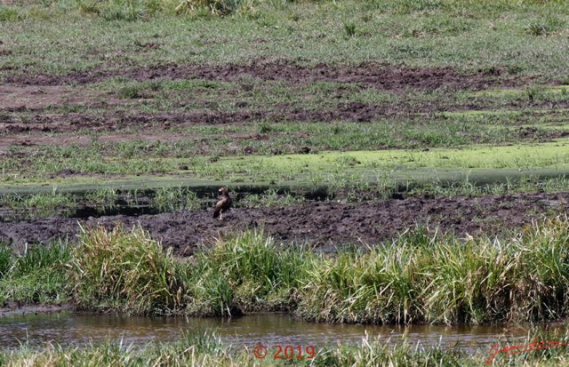 119 DJIDJI 1 Bai de LANGOUE 3 J7 la Plateforme le Bai Principal Oiseau Palmiste Africain Juvenile 18E80IMG_180929140285_DxOwtmk 150k.jpg