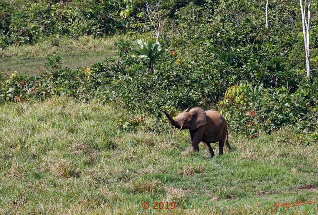 122 DJIDJI 1 Bai de LANGOUE 3 J7 Mammalia 018 Proboscidea Elephantidae Elephant de Foret Loxodonta cyclotis 18E80IMG_180929140289_DxOwtmk 150k.jpg