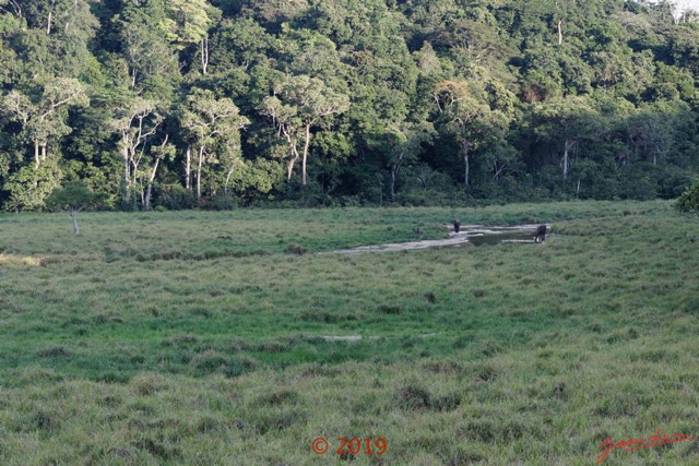 138 DJIDJI 1 Bai de LANGOUE 3 J7 la Plateforme le Bai de Droite Famille Elephants 18E80IMG_180929140328_DxOwtmk 150k.jpg