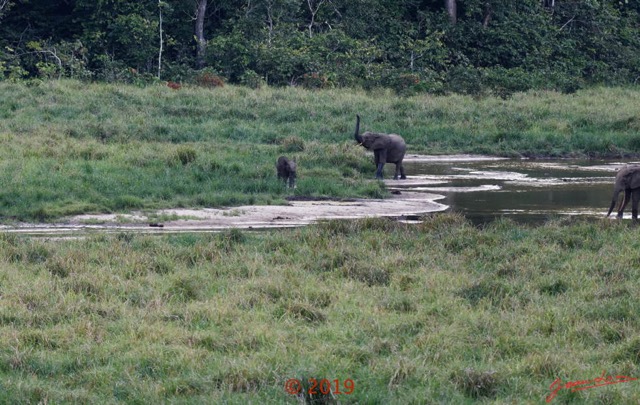 139 DJIDJI 1 Bai de LANGOUE 3 J7 la Plateforme le Bai de Droite Famille Elephants 18E80IMG_180929140329_DxOwtmk 150k.jpg